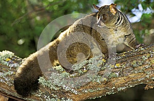 Thick-Tailed Bush Baby or Greater Galago, otolemur crassicaudatus, Adult standing on Branch