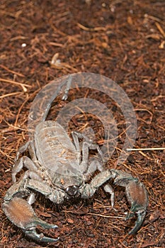 Thick Tailed Scorpion (Tityus sp.) photo