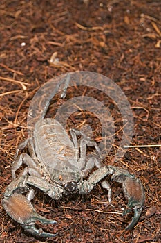 Thick Tailed Scorpion (Tityus sp.)