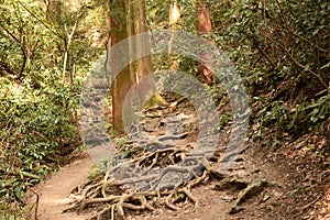 Thick Tangle of Exposed Tree Roots on Takaosan