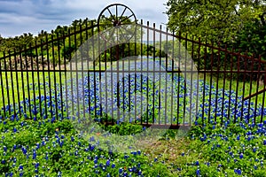 Thick Texas Bluebonnet Wildflowers on Old Road.