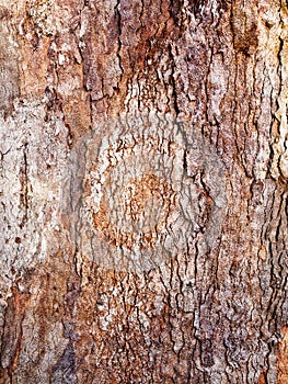Thick Textured Bark Layers on Old Tree, Sydney, Australia