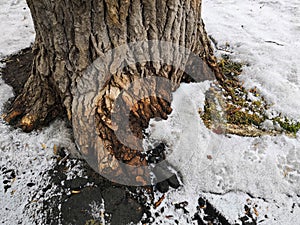 a thick textured tree in the ground covered with snow