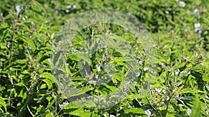 Thick thickets of nettle swinging gusts of wind