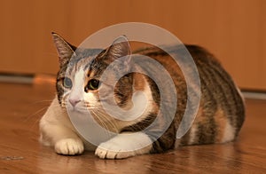 Thick three-color pet cat lying