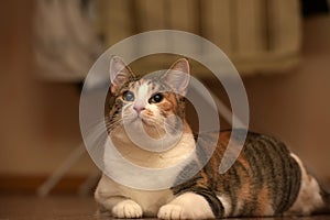 Thick three-color pet cat lying