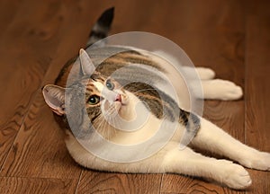 Thick three-color pet cat lying