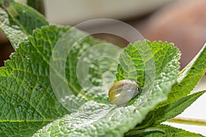 A thick tick - soaked with blood in  green  nature