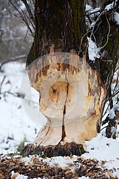 Thick tree beavers gnaw