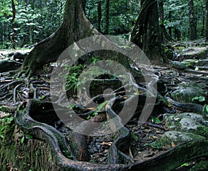 Thick tree roots spreading across the ground in a tropical forest, close up view