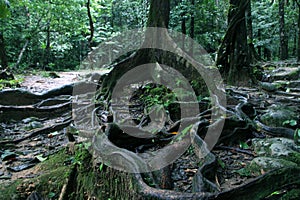 Thick tree roots spreading across the ground in a tropical forest, close up view