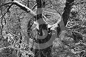 Thick tree trunk covered in snow.