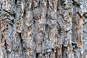 Thick tree trunk texture background