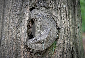 Thick tree trunk texture background