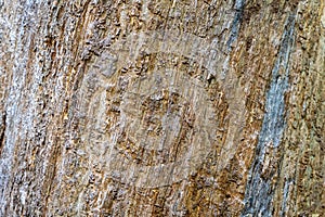Thick tree trunk texture background