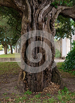 Thick trunk of ancient cork oak tree in rural Portugal