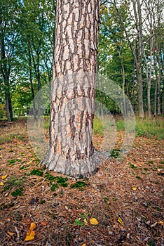 Thick trunk of a large Scots pine tree