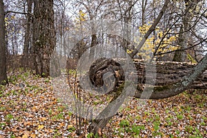 A thick trunk of an old half-rotted tree lying on the ground