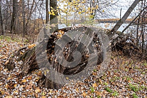 A thick trunk of an old half-rotted tree lying on the ground