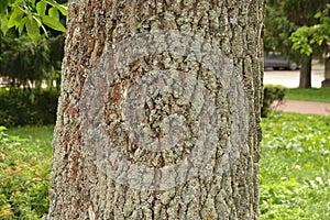 Thick trunk of an old linden tree close-up on a background of greenery in a city park. Bark texture