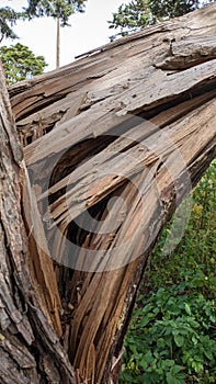 From the strong wind, the thick tree cracked and fell to the ground