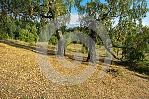 Thick trunks of old birch trees on a gentle slope strewn with yellow leaves