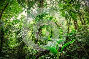 Thick vegetation in Basse Terre jungle