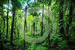 Thick vegetation in Guadeloupe jungle