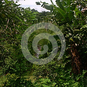 Thick vegetation obscures the view of a river down the slope in a rural community