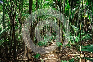 Thick vegetation in Vallee de Mai jungle in Praslin island