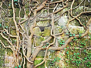 Thick vines grow on an ancient ruined wall