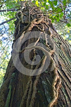 Thick vines growing on tree