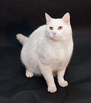 Thick white cat with yellow eyes sitting