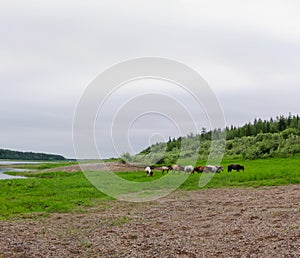 The thick of the Yakut herd horses grazing on the shore North of the Vilyui river.