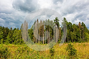 Thickening clouds over the coniferous forest