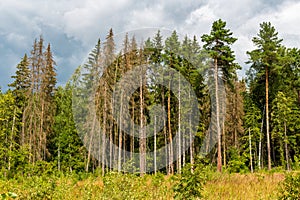 Thickening clouds over the coniferous forest