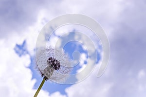 Thickening clouds before the rain over a dandelion, blurred background