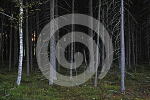 A thicket photo
