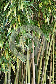 Thicket of bamboo tree trunks and leaves in the park