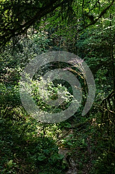 Thicket of dense green forest with parched stream