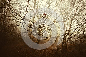Thicket in the forest photo