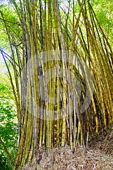 Bamboo Thicket in Costa Rica