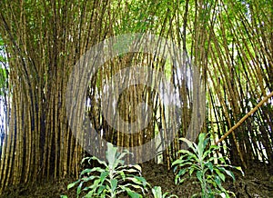 Bamboo Thicket in Costa Rica