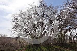 A thicket of gnarly twisted branches and trees