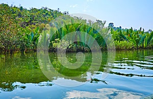 Thicket of nipa palms, Kangy river, Myanmar