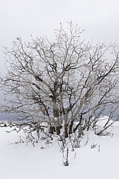Thicket of oak trees in snowy landscape