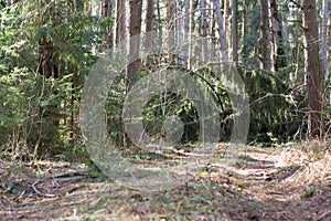 Thicket of pine forest