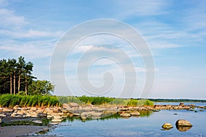 Thicket reeds on seashore