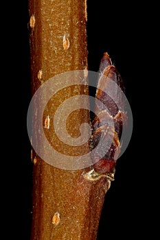 Thicket Shadbush (Amelanchier x spicata). Lateral Bud Closeup
