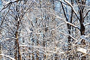 thicket snow-covered trees trees in sunny day